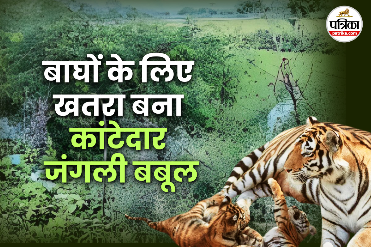 Sawaimadhopur: रणथम्भौर में बाघों के लिए खतरा बना जंगली बबूल, टी-3, टी-8 और
टी-83 हो चुके हैं घायल