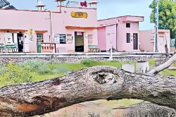 जालौर में रेल लाइन दोहरीकरण की कीमत पर हरियाली की बलि, सैकड़ों हरे पेड़ काटे गए - image