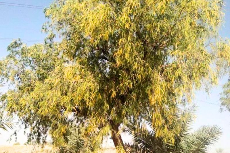 Bikaner News Khejri Tree