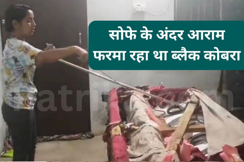 black cobra inside sofa created chaos katni mp news