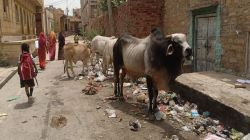 अम्बेडकर कॉलोनी विकास से दूर, दर्द से भरपूर, वर्षों से झेल रहे समस्याएं, सुनवाई
के इंतजार में लोग - image