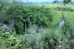 Sawaimadhopur News: जूली फ्लोरा उन्मूलन के नाम पर धन की बर्बादी, अब 5 करोड़ से
सिर्फ 500 हेक्टेयर सफाई संभव - image