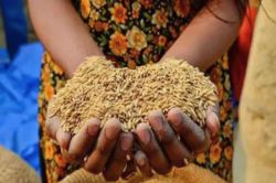 राजस्थान खाद्य सुरक्षा योजना: अब अपात्रों पर सख्ती…फोर व्हीलर मालिकों से छीना
जाएगा राशन, नोटिस और वसूली शुरू - image