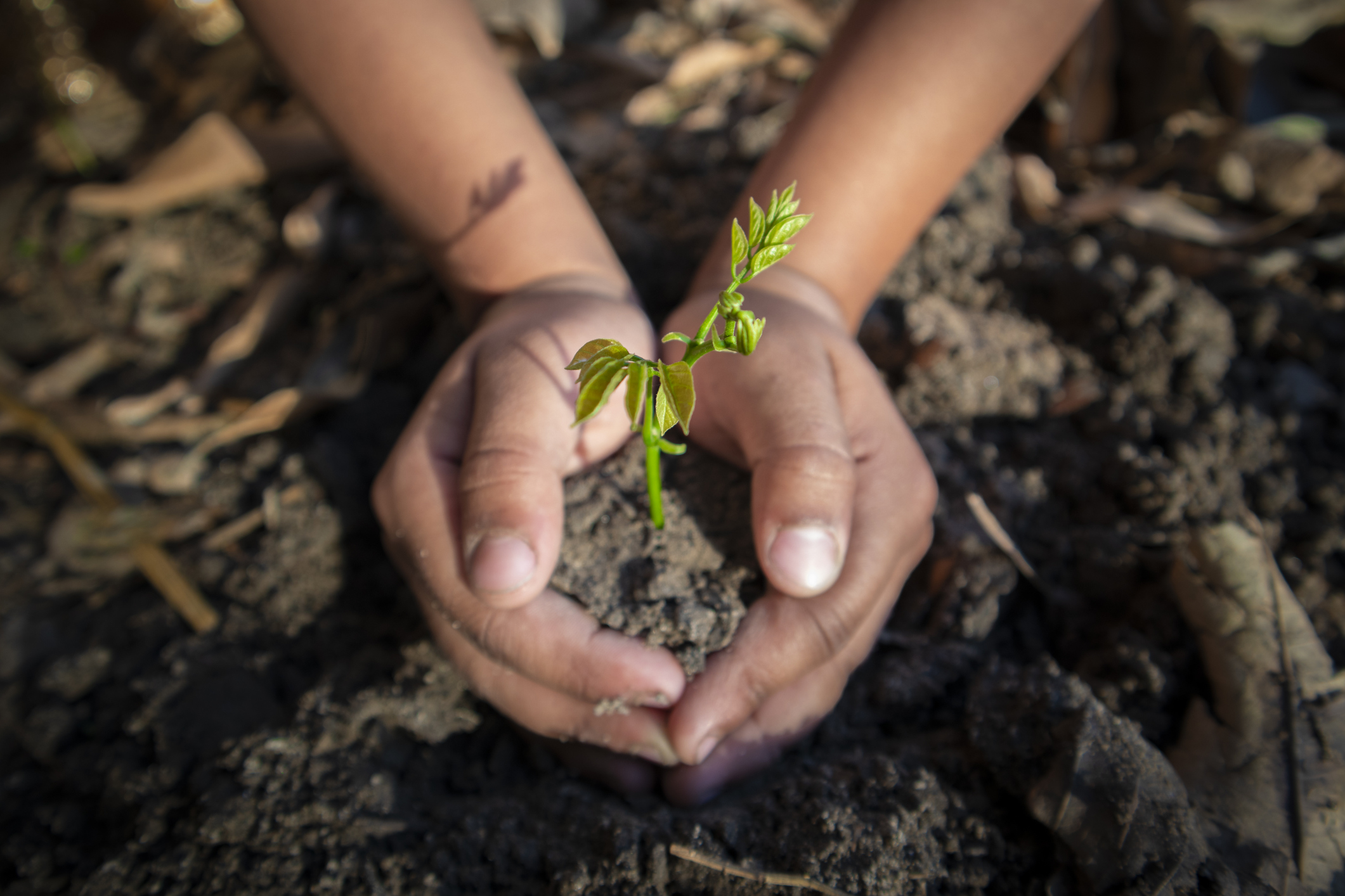 planting a small Plant