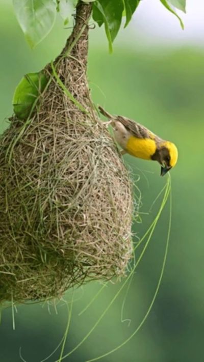 Short video poster image