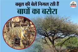 राजस्थान: बाघों के घर रणथम्भौर में फैल रहा ‘वनस्पति कैंसर’, जूली फ्लोरा बना जल,
जमीन और जंगल के लिए चुनौती - image