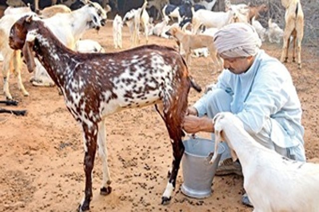 UP Bakri Palan Yojana 