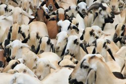 UP Bakri Palan Yojana:यूपी में बकरी पालन पर 50% सब्सिडी, स्वरोजगार के लिए उठाएं
योजना का लाभ - image