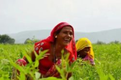राजस्थान के किसानों को राहत: नई योजना से हर साल 24,000 करोड़ खर्च करेगी केंद्र
सरकार, लाखों को मिलेगा सीधा फायदा - image