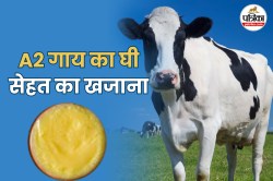 A2 Ghee Benefits: हेल्दी रखता है दिल…, जानिए A2 घी का सेवन करने से मिलते हैं ये
6 लाभ - image