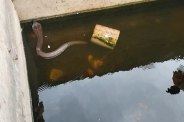 snake
