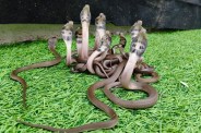 udaipur hotel snake