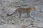 panther