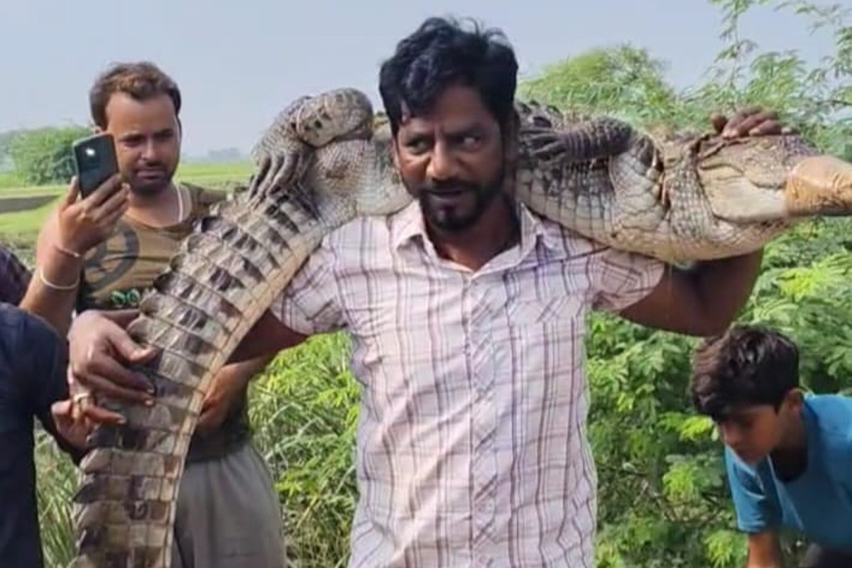 गांव में घुसा 7 फीट का मगरमच्छ… कंधे पर डालकर ले गया युवक, देखें वीडियो
