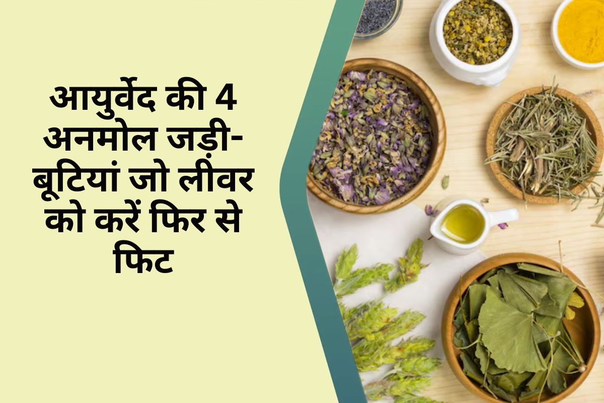 Fatty liver : लिवर को जवान और ताकतवर बनाती हैं ये 4 आयुर्वेदिक जड़ी-बूटियां