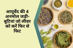 Fatty liver : लिवर को जवान और ताकतवर बनाती हैं ये 4 आयुर्वेदिक जड़ी-बूटियां - image