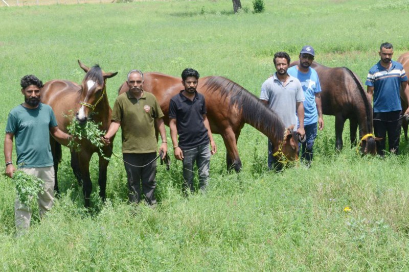 Thoroughbred horses in sikar