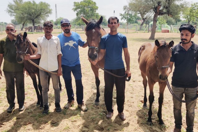 Thoroughbred horses in sikar