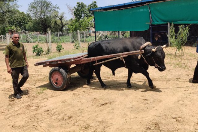 Thoroughbred horses in sikar