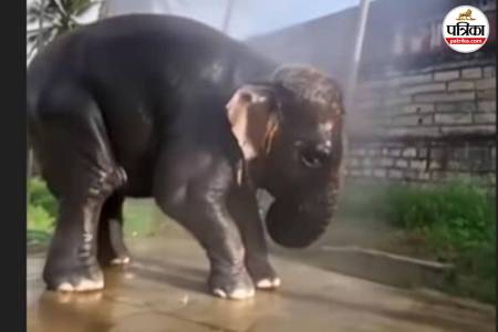Baby Elephant Viral Video
