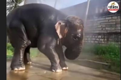 Baby Elephant Viral Video