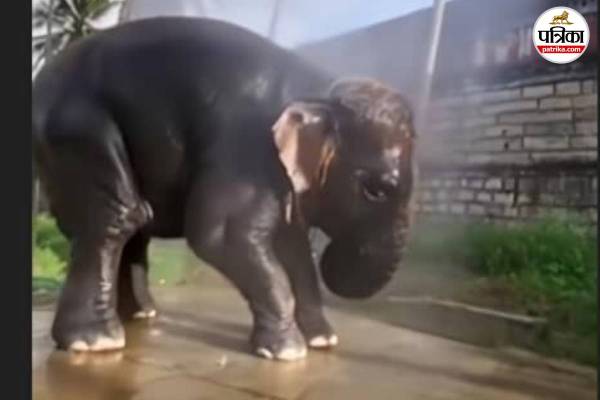Baby Elephant Viral Video