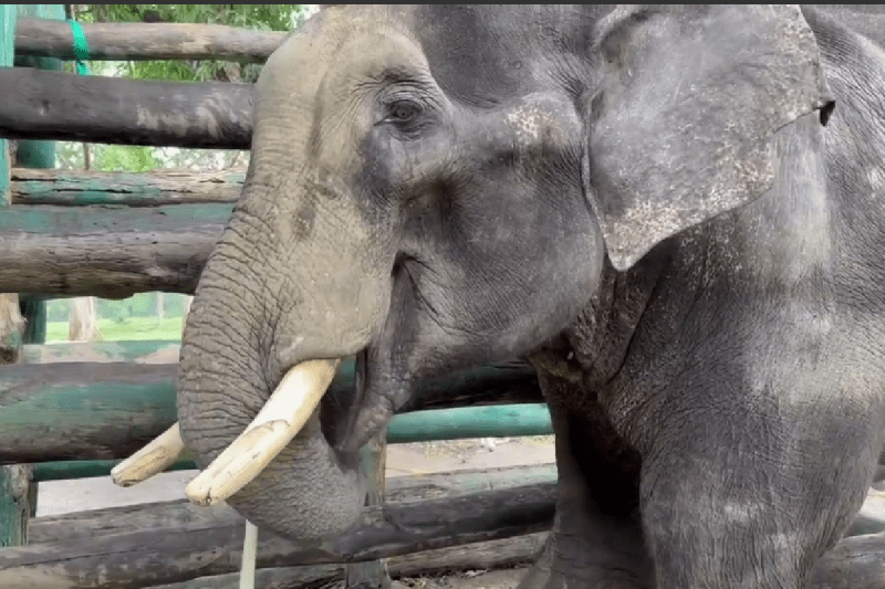 हाथी (फोटो सोर्स : पत्रिका)