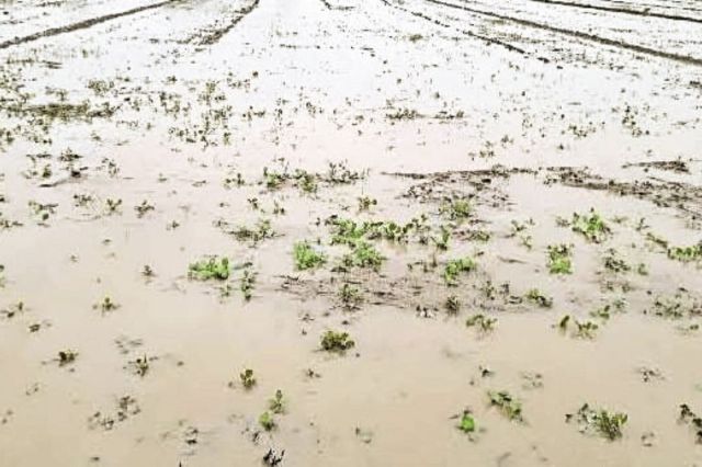 baran rain