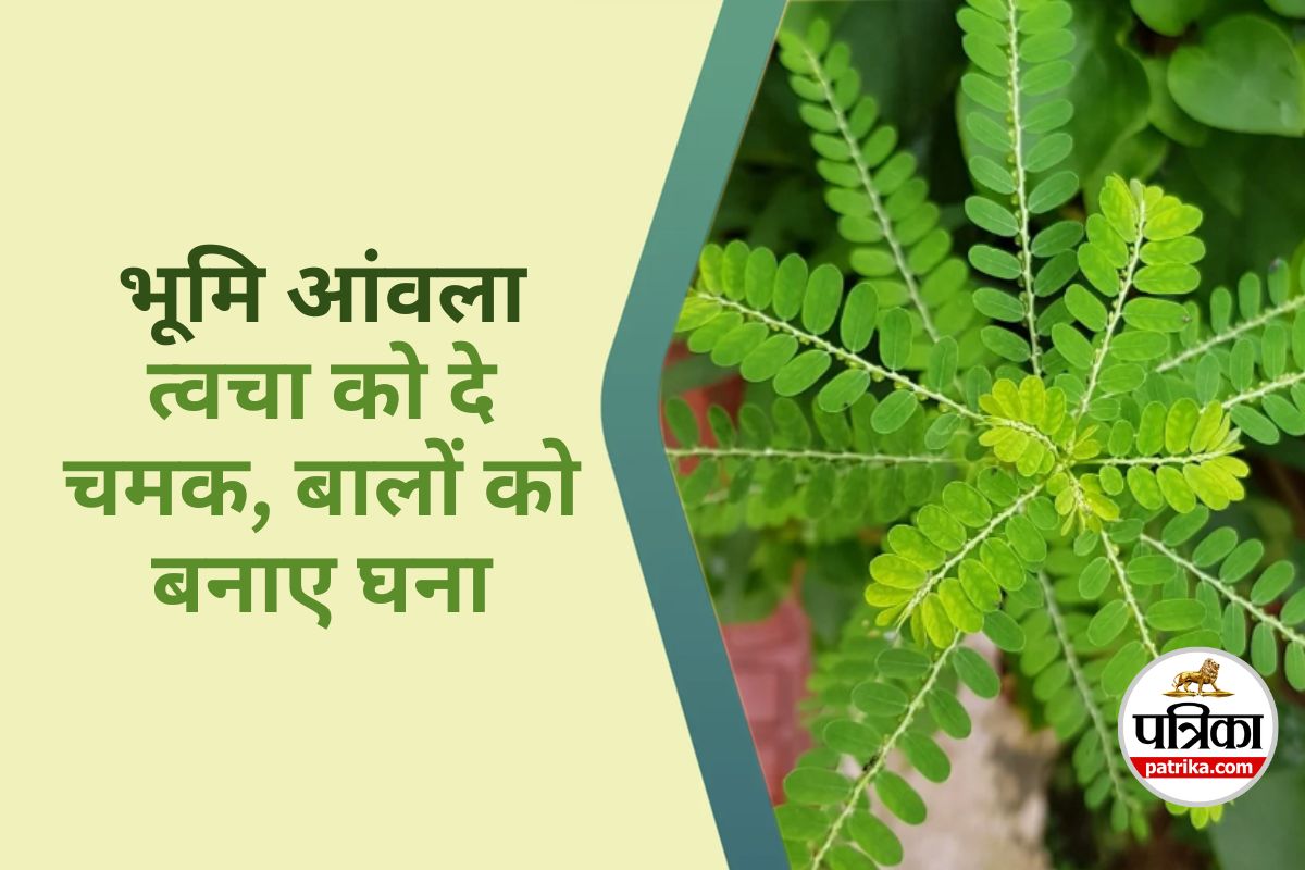 Bhumi Amla Benefits : घने-काले बाल और चमकती त्वचा का आयुर्वेदिक फार्मूला है भूमि
आंवला