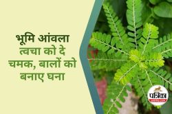 Bhumi Amla Benefits : घने-काले बाल और चमकती त्वचा का आयुर्वेदिक फार्मूला है भूमि
आंवला - image
