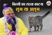 billi ka rasta katna shubh ashubh, billi ka rasta katna, Cat crossing road good luck or bad luck News in hindi, cat crossing road good or bad luck,
