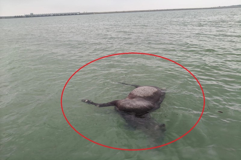 CG news, Blue Bull death