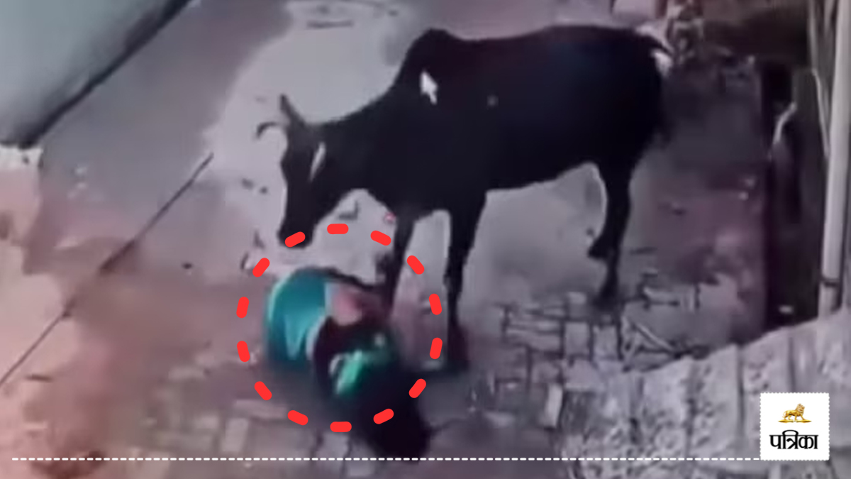 अमरोहा में सांड की सनक का कहर, सड़क पर चल रही महिला को हवा में उछाला, सींगों से
पटका, इलाके में दहशत