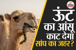 Snakebite Antivenom : ऊंट के आंसू से जहरीले सांप का इलाज! जानिए इसके पीछे का
मेडिकल साइंस - image