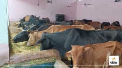 Amroha: प्लास्टिक और पिन्नी में चारा ढूंढते मिले गोवंश, ईओ और गोशाला प्रभारी पर
केस दर्ज, मचा हड़कंप - image