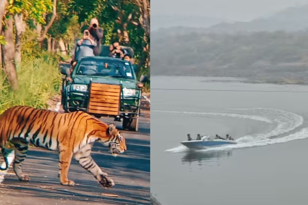 Rajasthan Tourism: पर्यटकों के लिए खुशखबर, चंबल अभयारण्य में पर्यटक कर सकेंगे
बोटिंग और बाघों का दीदार