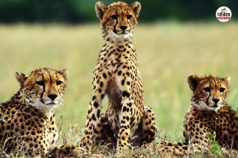 Rajasthan Good News Cheetahs Corridor Built in State these seven districts will be connected