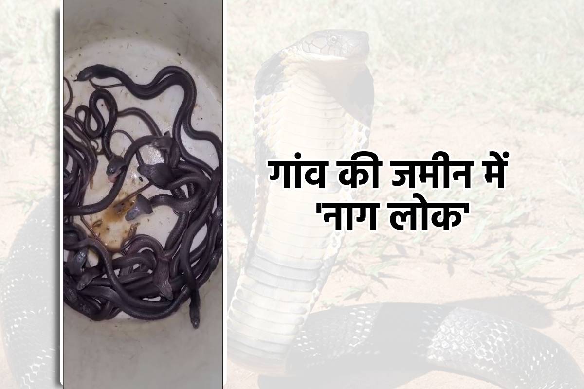पशुओं के बाड़े से एक-एक कर निकलने लगे कोबरा बच्चे, गांव की जमीन में मिला ‘नाग
लोक’