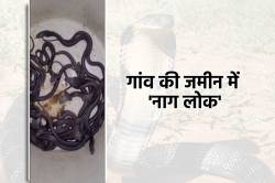 पशुओं के बाड़े से एक-एक कर निकलने लगे कोबरा बच्चे, गांव की जमीन में मिला ‘नाग
लोक’ - image