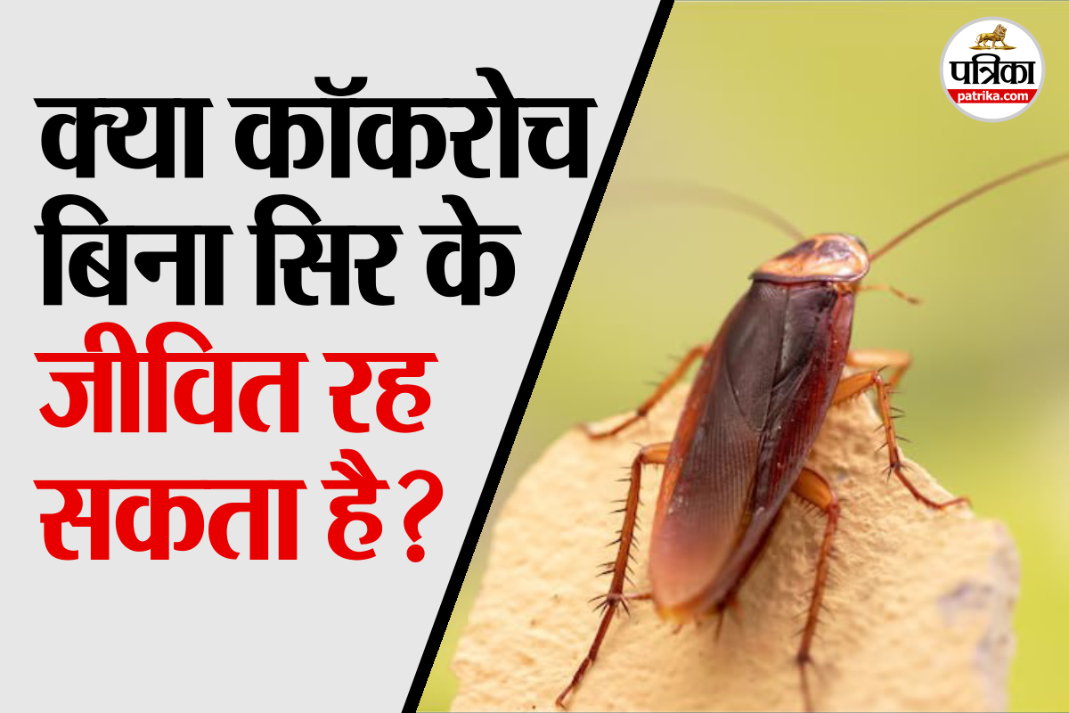 Can a cockroach live without its head