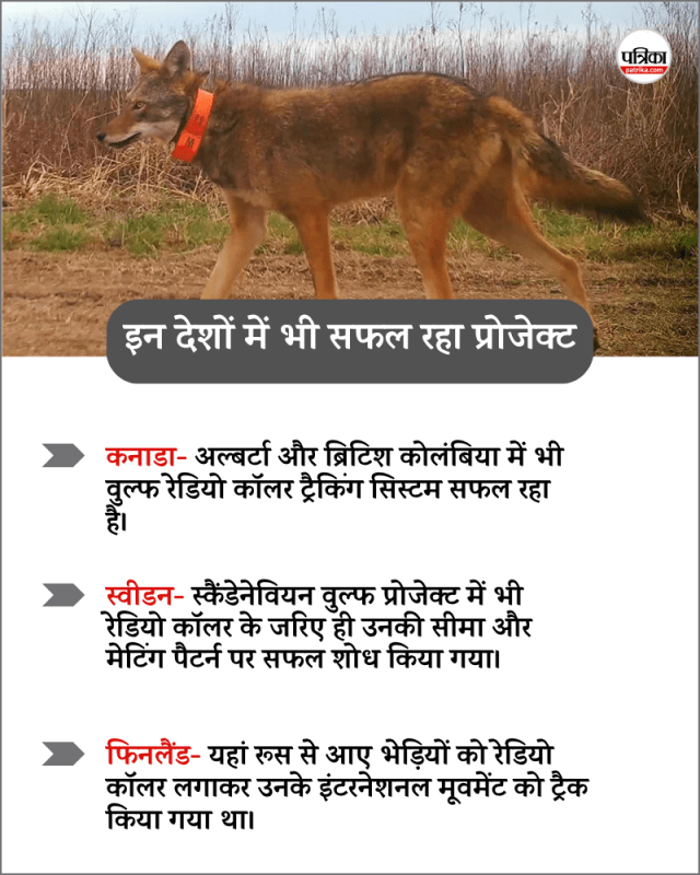 wolf Radio Collar Tracking Project Successful in these Countries