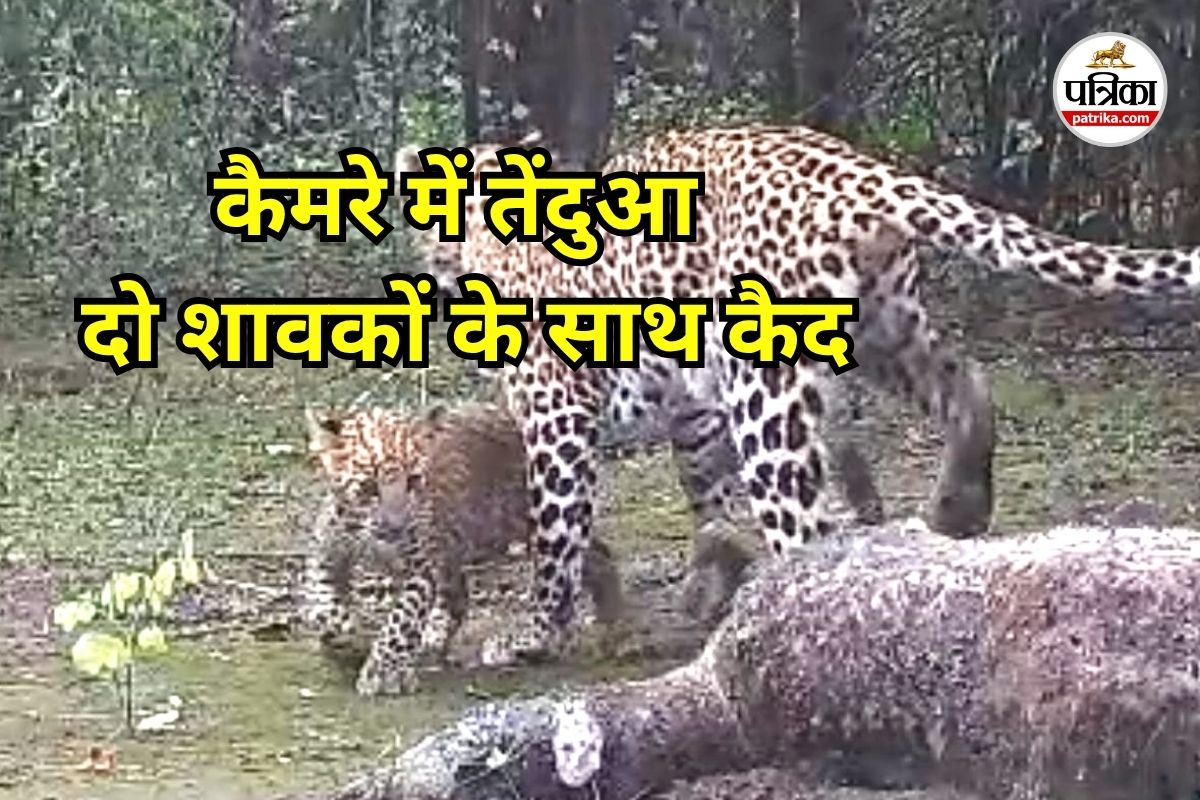 टाइगर रिजर्व में लगाए कैमरे में कैद हुए दुर्लभ पल, अपने 2 शावकों के साथ खेलता
दिखा तेंदुआ