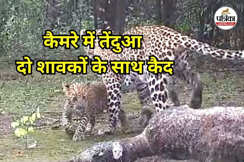 कैमरे में तेंदुआ दो शावकों के साथ कैद (Photo source- Patrika)