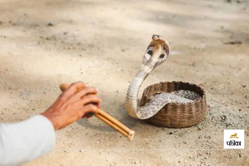 जब घर के बाहर पिटारा छोड़ भागा सपेरा..! मचा हड़कंप(photo-unsplash)