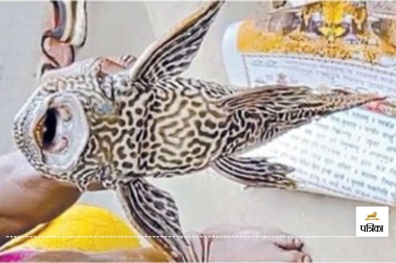 कोरबा के तालाब में मिली चार आंखों वाली दुर्लभ मछली(photo-patrika)