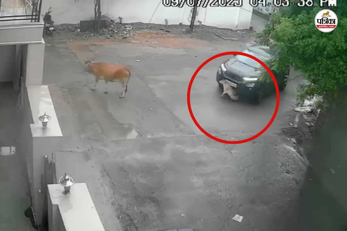 Bilaspur News: लापरवाह ड्राइवर ने कार से कुचलकर बछड़े को मार डाला, CCTV में कैद
हुई घटना