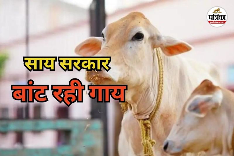 साय सरकार अब आदिवासी जिलों में बांट रही गाय (Photo source- Patrika)