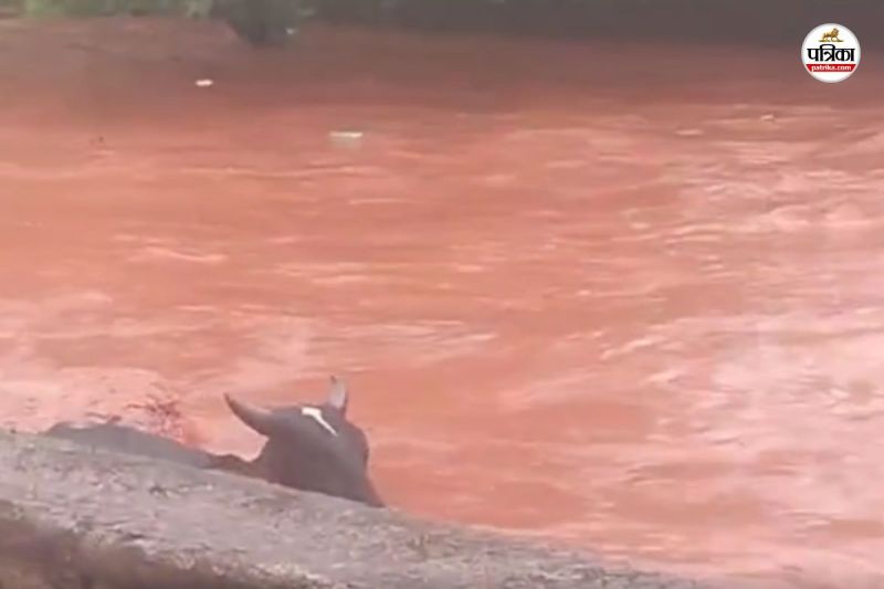 नाले में मवेशी बहे (फोटो सोर्स- पत्रिका)