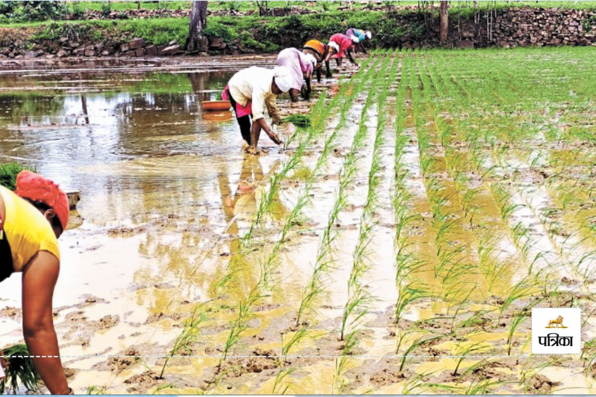 CG Dhan News: जिले में अब तक 78% बारिश हो चुकी, 1.71 लाख हेक्टेयर में धान की
बोनी पूर्ण