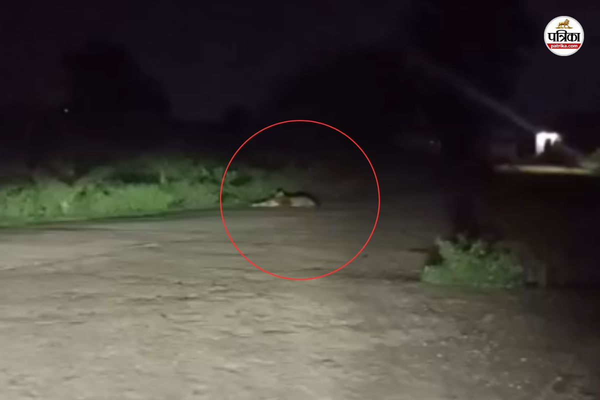 Leopard Attack Video: तेंदुए ने बछड़े को बनाया शिकार, लोगों ने बनाया VIDEO, फिर…